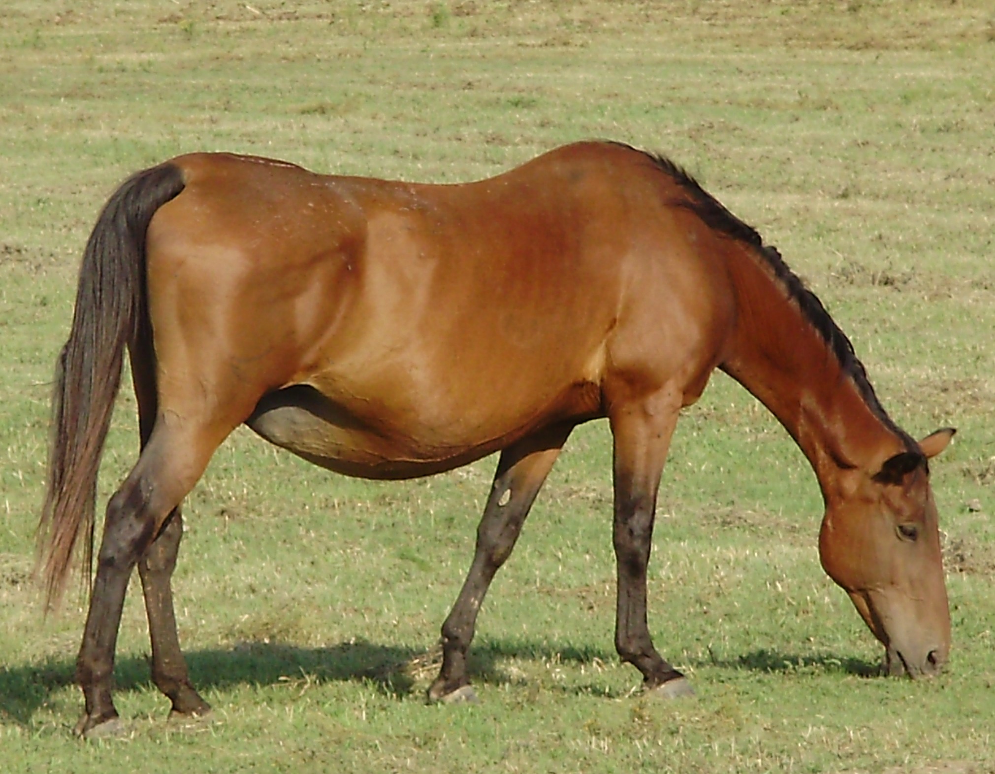 Gaylord Foundation Quarter Horses - Mares