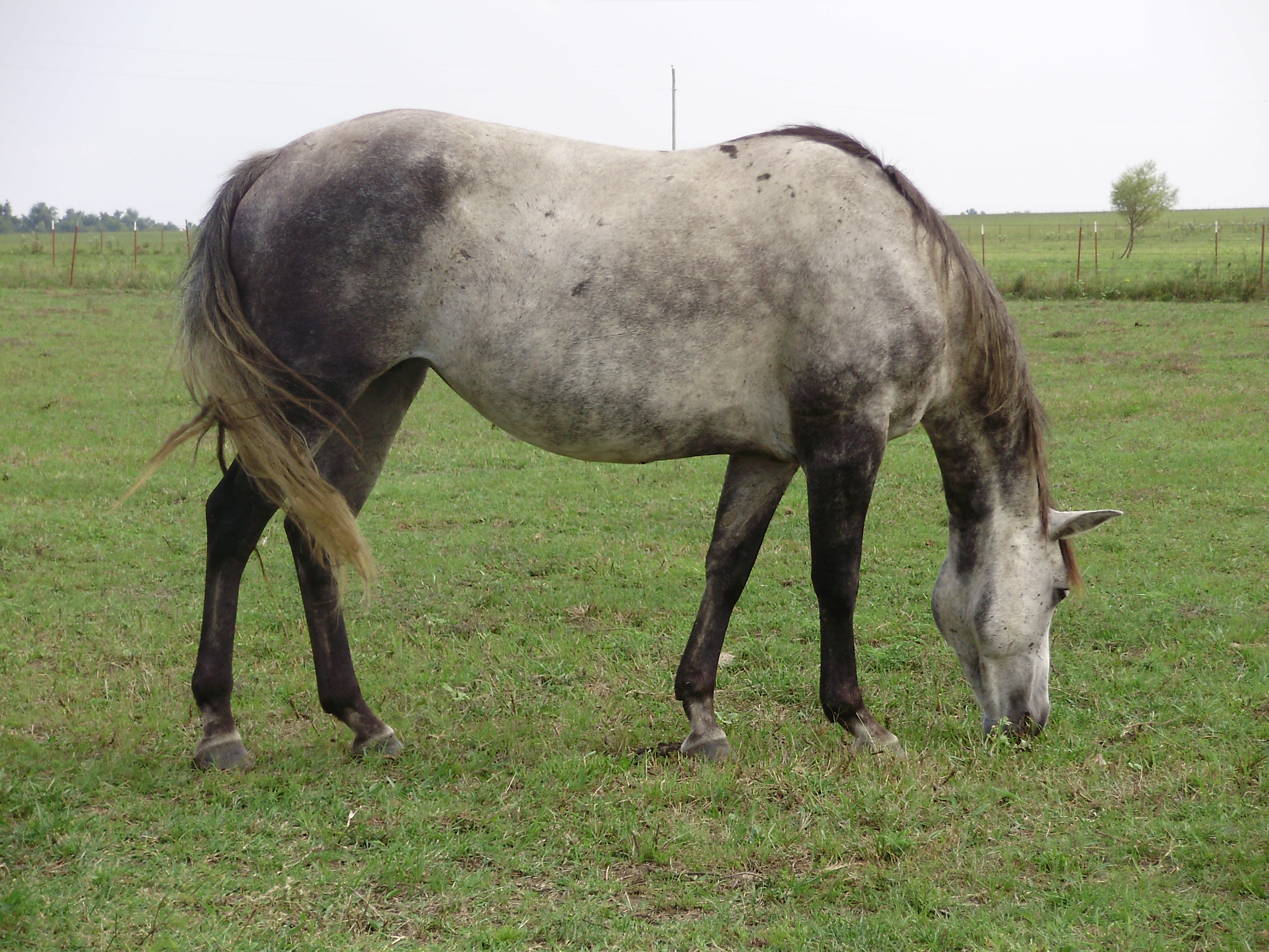 Q-LINN - Varumärken - Loveyourhorse